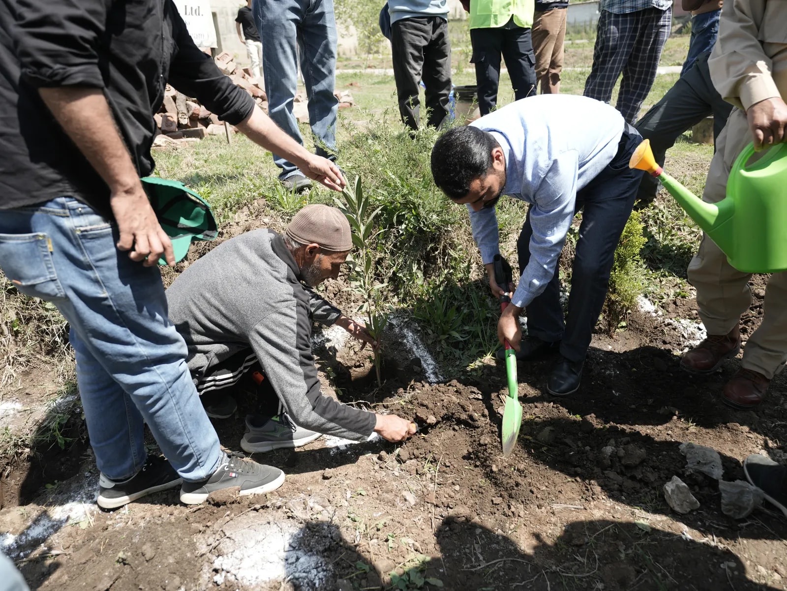 Staff planting and watering a new sapling